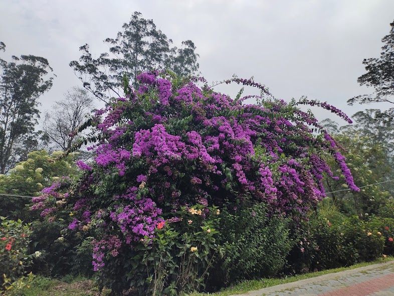 the blossom hydel park tours